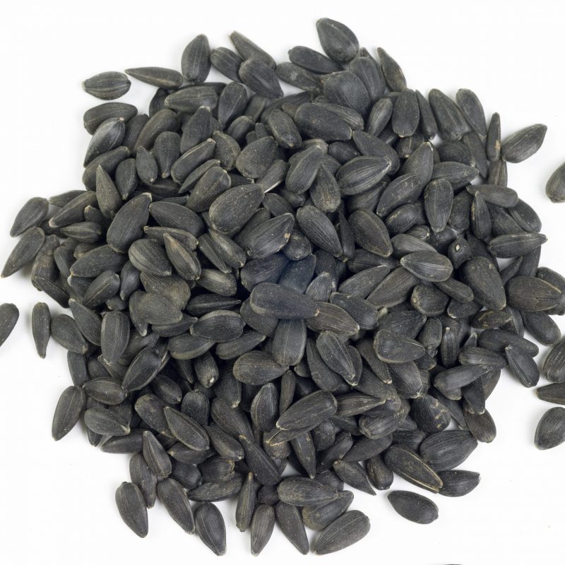 sunflower seed for sale