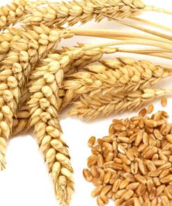 whole wheat grain where to buy